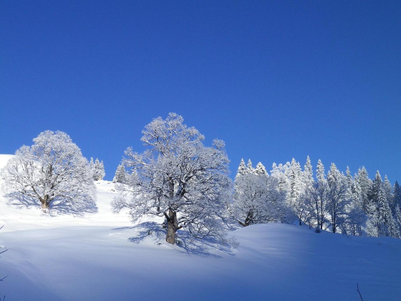 Alpenlodge Willigen Zewnętrze zdjęcie